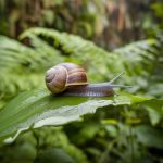 « Les bienfaits de la bave d'escargot pour une peau régénérée et éclatante »