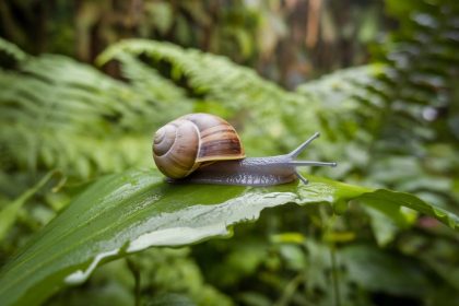 « Les bienfaits de la bave d'escargot pour une peau régénérée et éclatante »